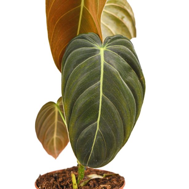 FILODENDRON MELANOCHRYUM L12