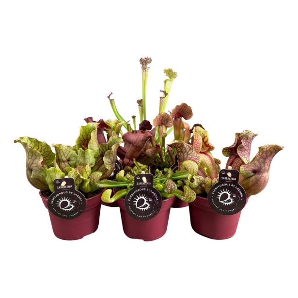 MESOJEDKA SARRACENIA MIX L12 CM XL
