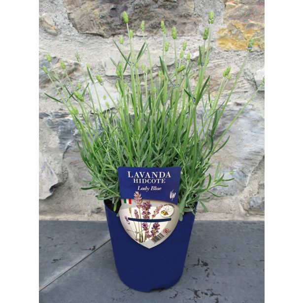 META SIVKA "LADY BLUE" L14