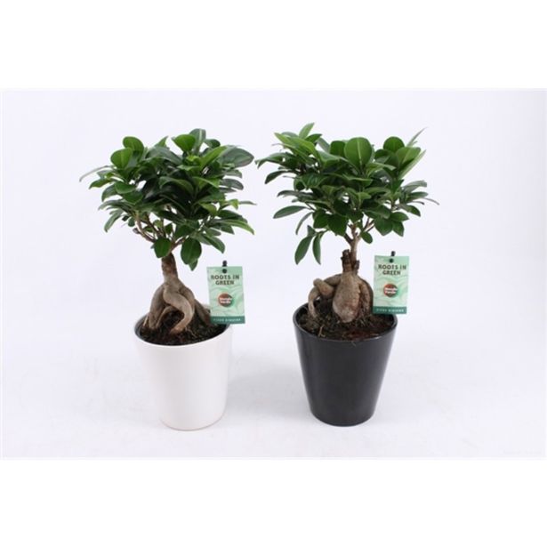 FIKUS MICROCARPA GINGSENG V OKRASNEM LONCU L13