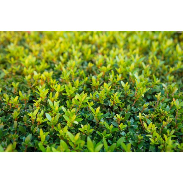 MIRTA MICROPHYLLA NA STEBLU L15