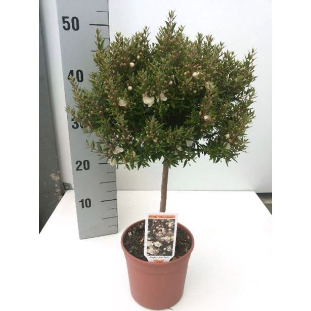 MIRTA MICROPHYLLA NA STEBLU L15