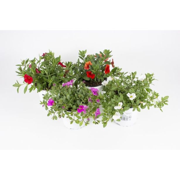 SEZONSKA RASTLINA MILIJON ZVONČK MIX L10