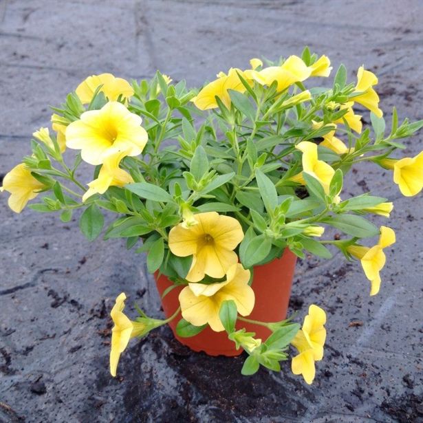 SEZONSKA RASTLINA MILIJON ZVONČK MIX L10