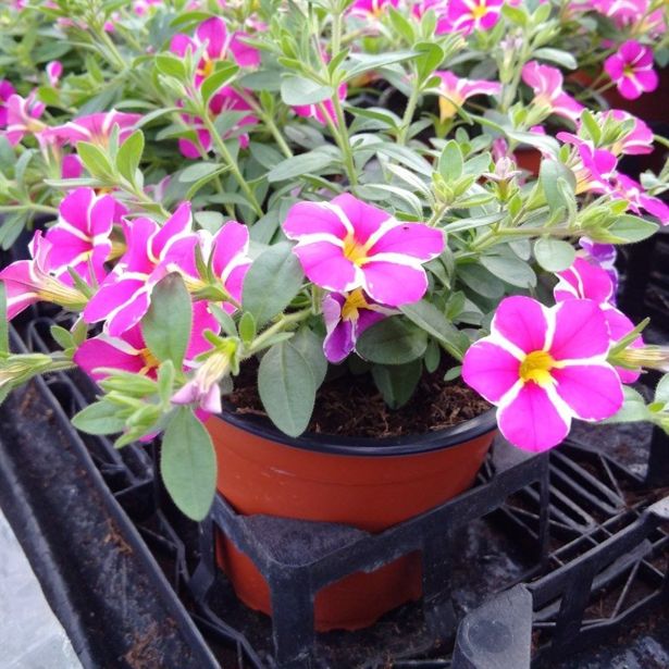 SEZONSKA RASTLINA MILIJON ZVONČK MIX L10