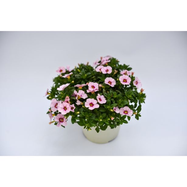 SEZONSKA RASTLINA MILIJON ZVONČK MIX L10