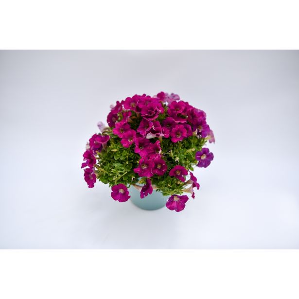 SEZONSKA RASTLINA MILIJON ZVONČK MIX L10