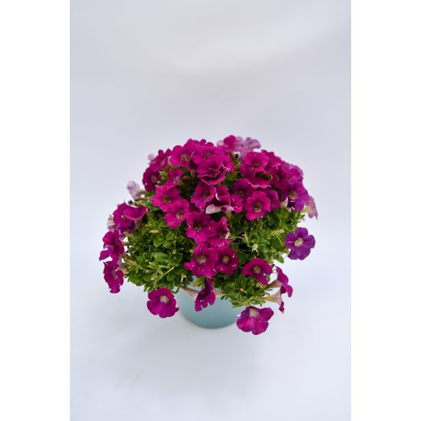 SEZONSKA RASTLINA MILIJON ZVONČK MIX L10