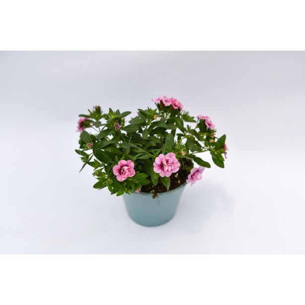 SEZONSKA RASTLINA MILIJON ZVONČK MIX L10