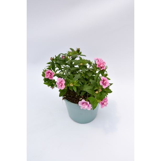 SEZONSKA RASTLINA MILIJON ZVONČK MIX L10