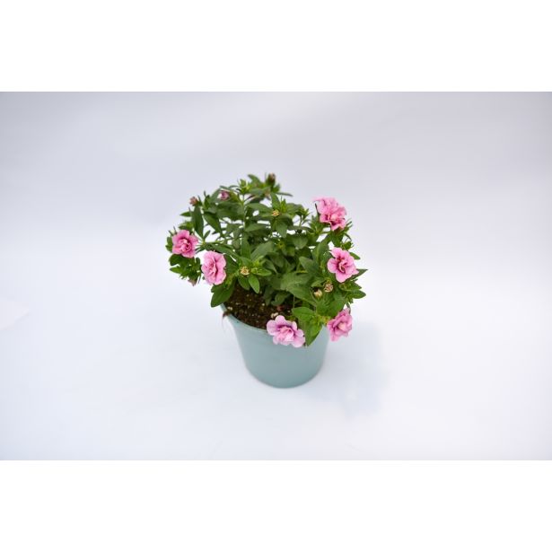 SEZONSKA RASTLINA MILIJON ZVONČK MIX L10