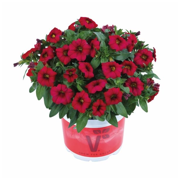 MILJON ZVONČEK VOLMARY CALITA COLOURS V. L12