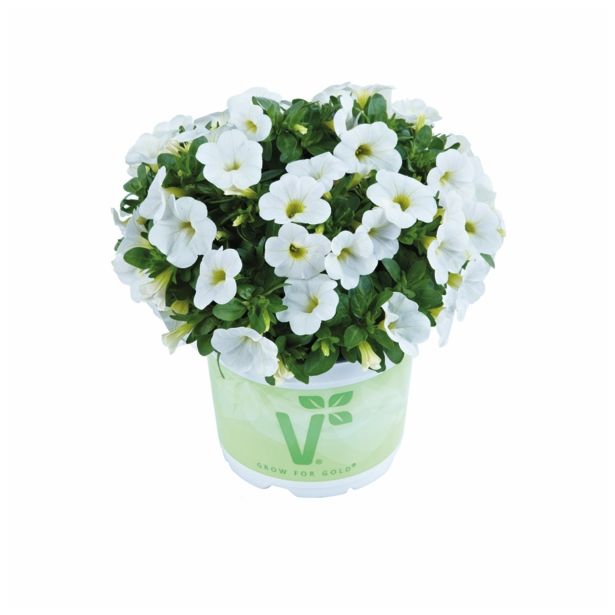 MILJON ZVONČEK VOLMARY CALITA COLOURS V. L12