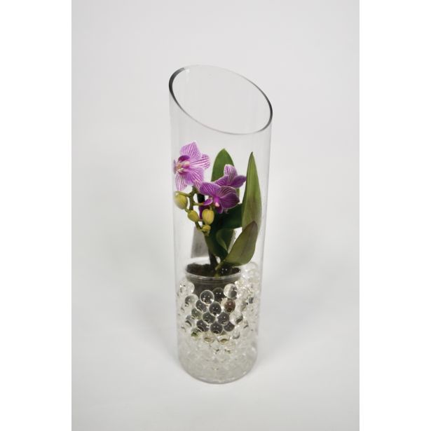 ORHIDEJA MINI MIX L6