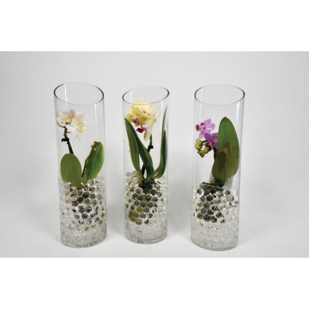 ORHIDEJA MINI MIX L6