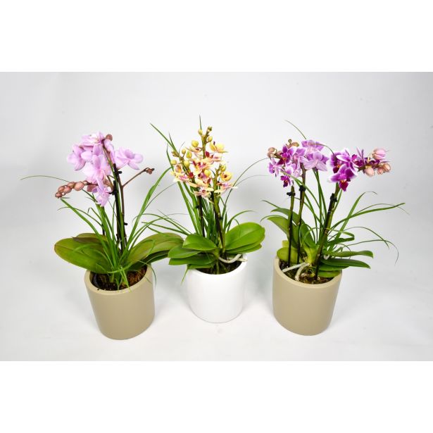 ORHIDEJA MINIFLORA MIX 5 BARV L7