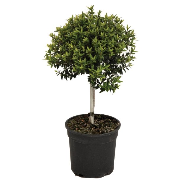 MIRTA L17 MYRTUS COMMUNIS
