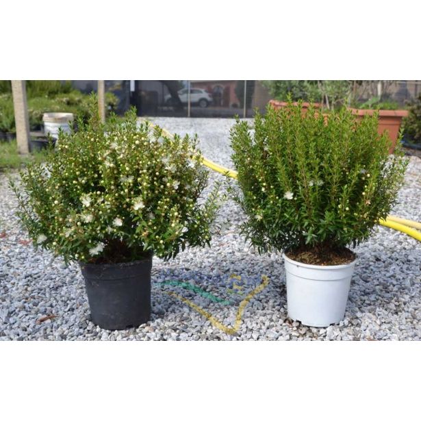 SEZONSKA RASTLINA MIRTA MICROPHYLLA L15