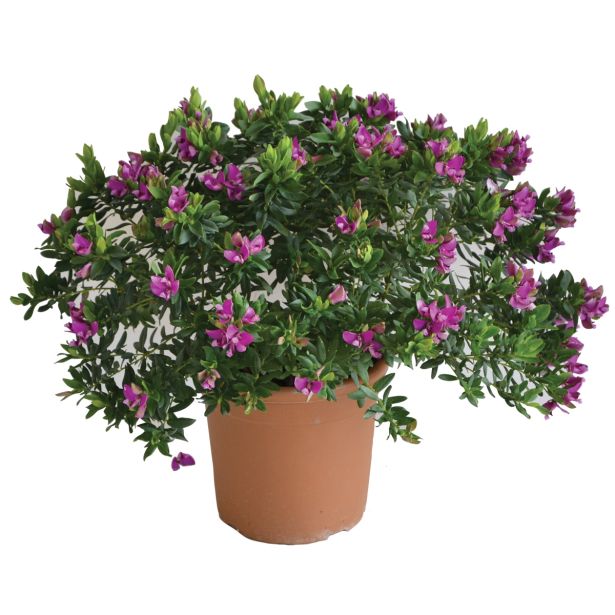 MIRTOLISTNA GREBENUŠA L20