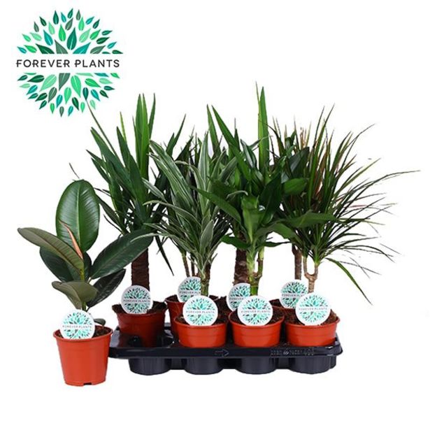 MIX ZELENIH RASTLIN MIX 4 SORTE L14