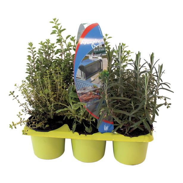 MIX DIŠAVNIC IN ZELIŠČ DIŠAVNICE ZA RIBE L9