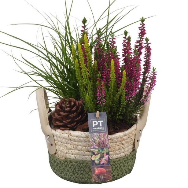 MIX JESENSKIH RASTLIN NASAD PTHO4170 V KOŠARI L17 CM