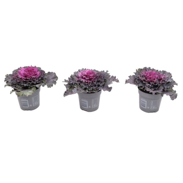 MIX JESENSKIH RASTLIN OKRASNO ZELJE L10.5 CM