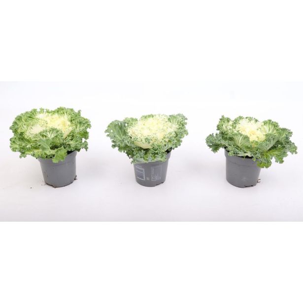 MIX JESENSKIH RASTLIN OKRASNO ZELJE L10.5 CM