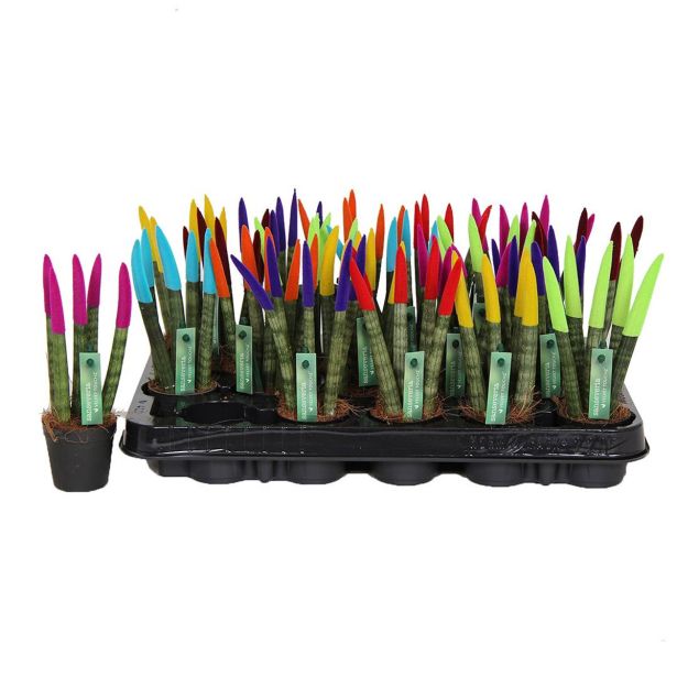 TAŠČIN JEZIK MIX L8.5