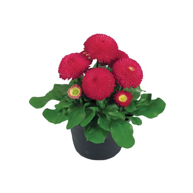 MIX POMLADNIH RASTLIN BELLIS L9