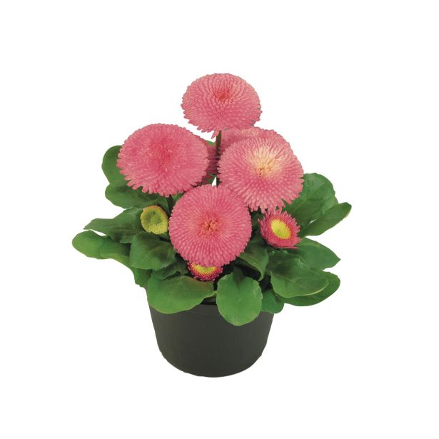 MIX POMLADNIH RASTLIN BELLIS L9