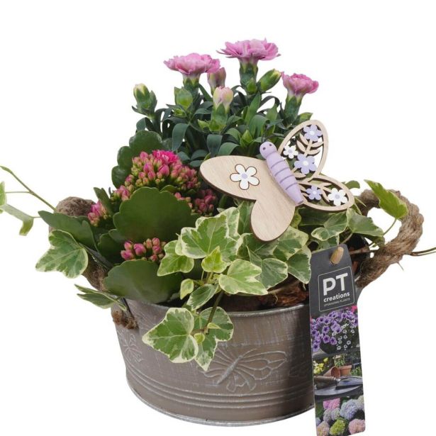 MIX POMLADNIH RASTLIN NASAD PTPP6818 V OKRAS. POSODI L16 CM