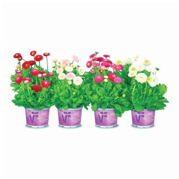 MIX POMLADNIH RASTLIN VOLMARY NAVADNA MARJETICA TASSO L11 CM BELLIS PERENNIS