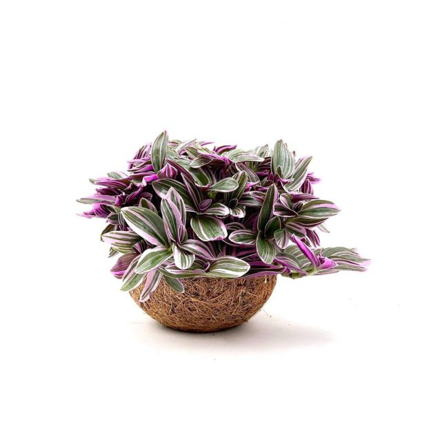 MIX ZELENIH RASTLIN KOKODAMA TRADESKANCIJA L15 CM