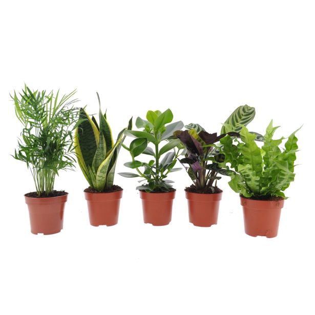 MIX ZELENIH RASTLIN MIX L12