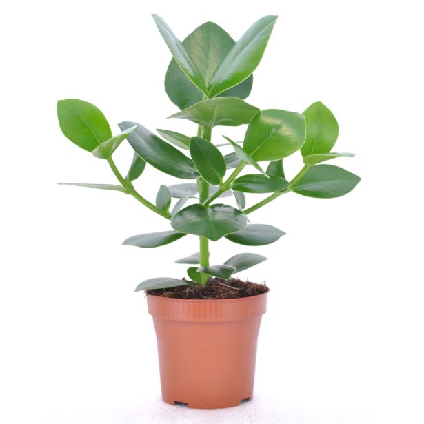 MIX ZELENIH RASTLIN MIX L12