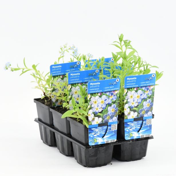 VODNE RASTLINE MOČVIRSKA SPOMINČICA L9