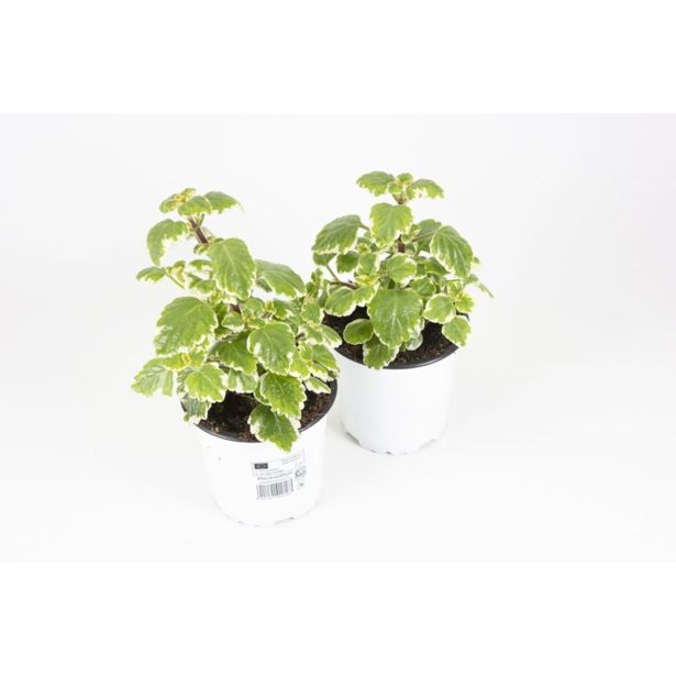 SEZONSKA RASTLINA MOLJEVKA L10