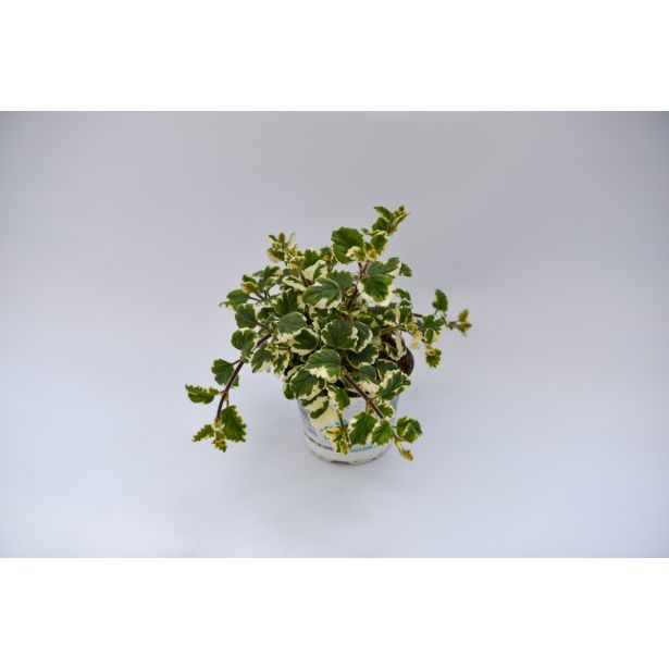 SEZONSKA RASTLINA MOLJEVKA L10