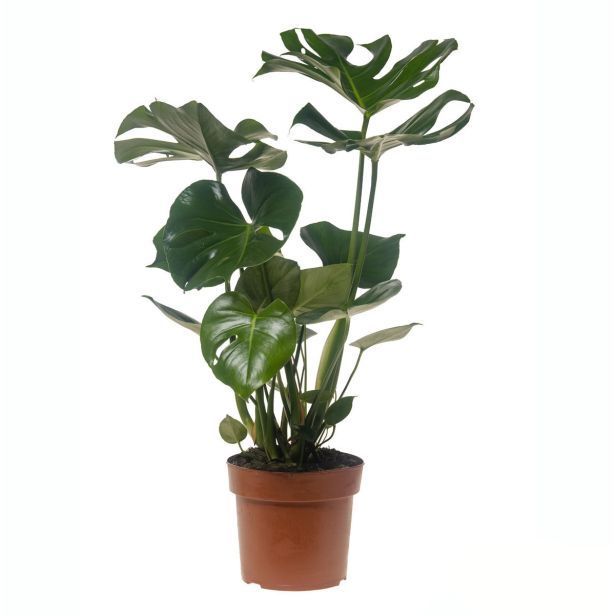 MONSTERA DELICIOSA L19 CM