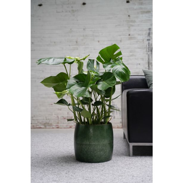 MONSTERA DELICIOSA L19 CM