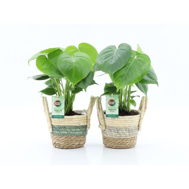 MONSTERA DELICIOSA V OKRAS. LON. NOAH STRIPE L14 CM