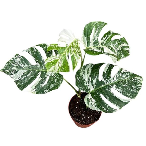 MONSTERA DELICIOSA VARIEGATA L17 CM