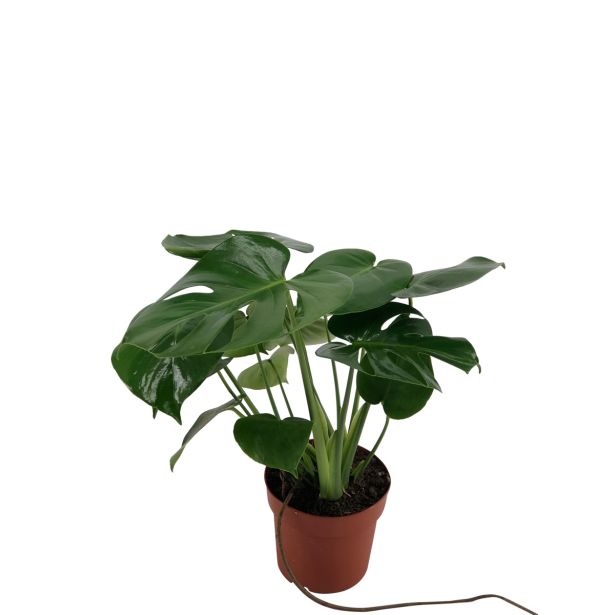 MONSTERA GRM L14