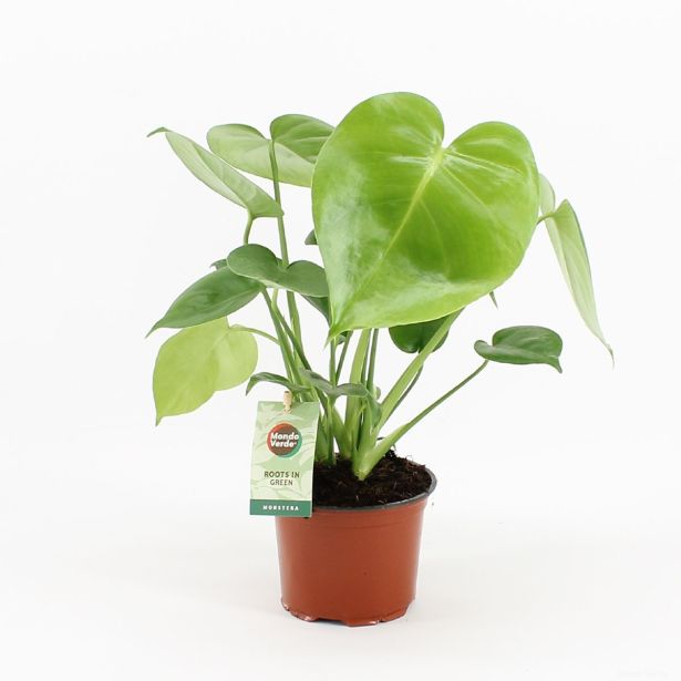 MONSTERA L12