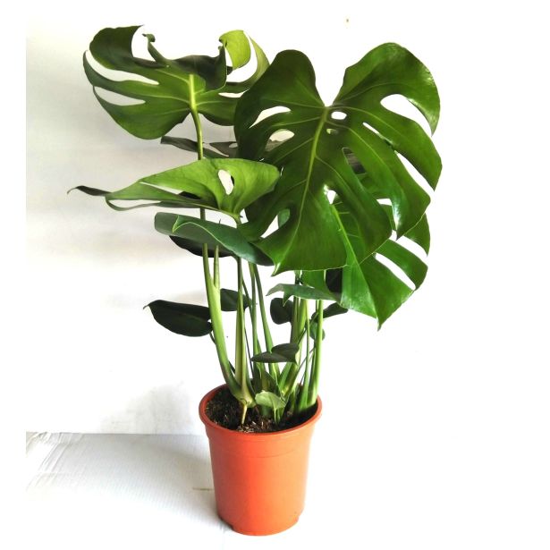 MONSTERA L21
