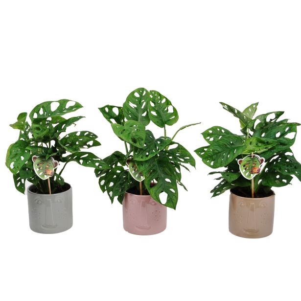 MONSTERA LEICHTLINII V OKRASNEM LONCU L12