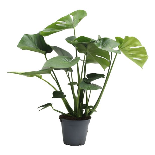 MONSTERA TAUERRII L17 CM