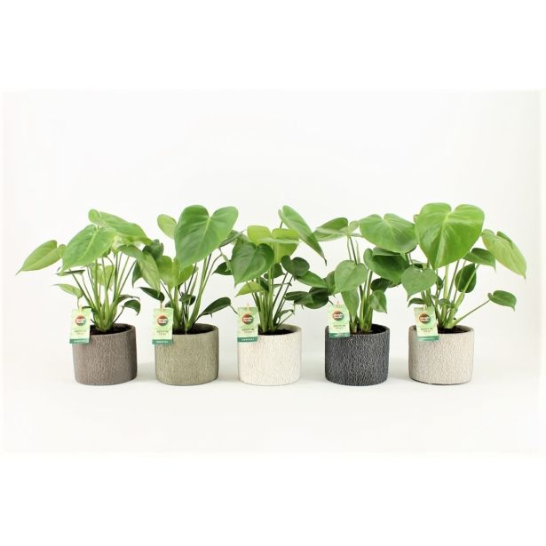 MONSTERA V OKRASNEM LONCU L14