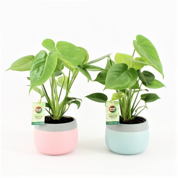 MONSTERA V OKRASNEM LONCU MIX L15